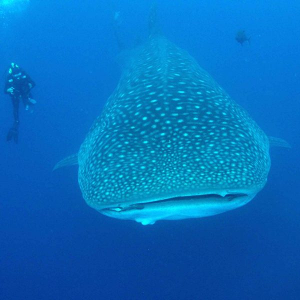 Whaleshark in the Galapagos