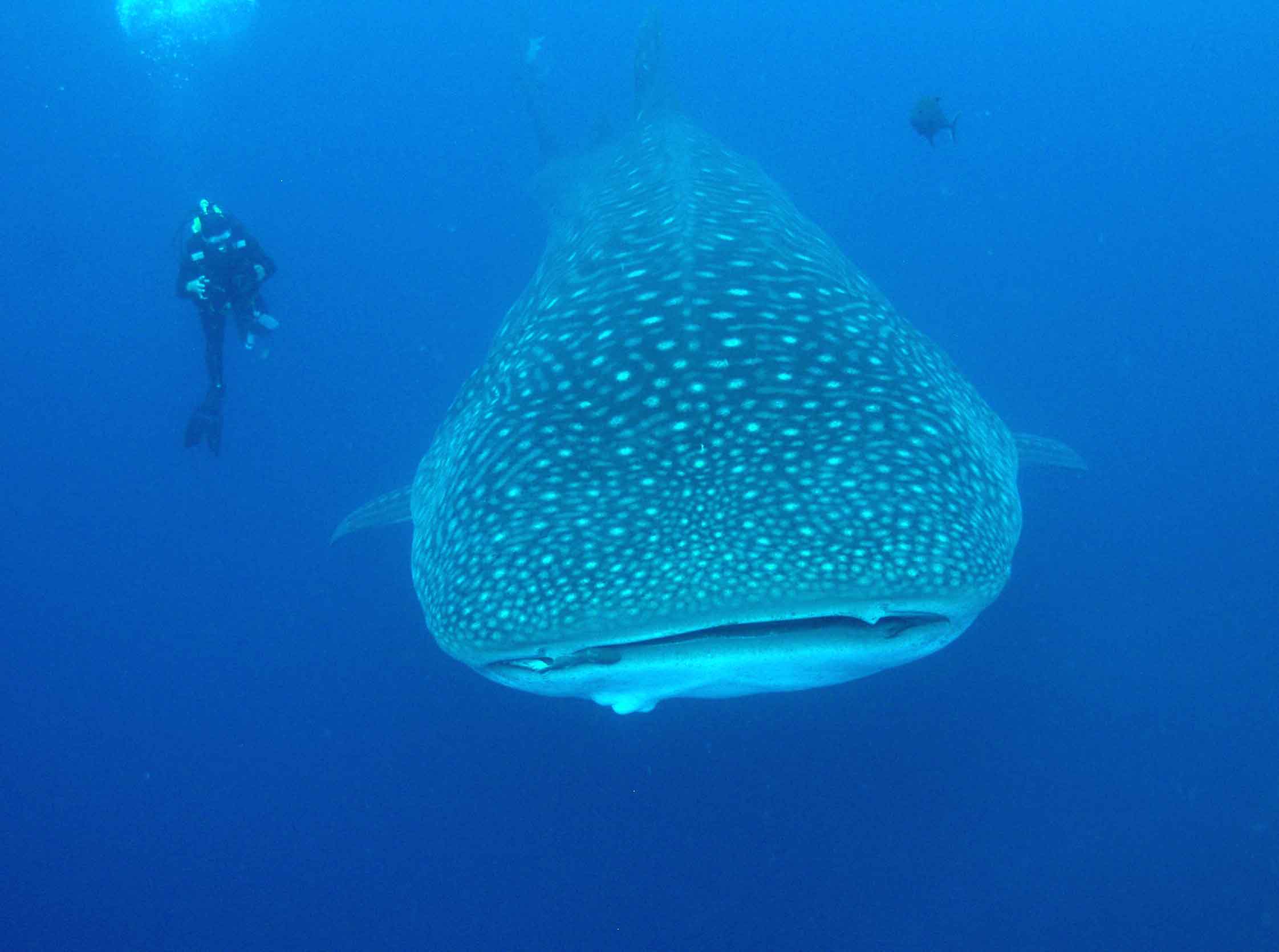 Whaleshark in the Galapagos