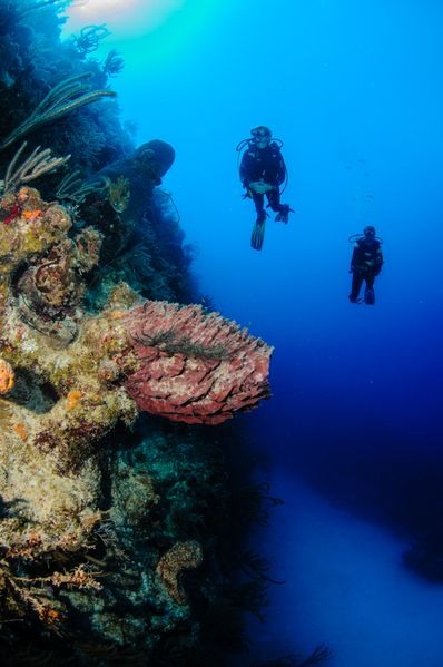 Divers exploring reef at Turks & Caicos 