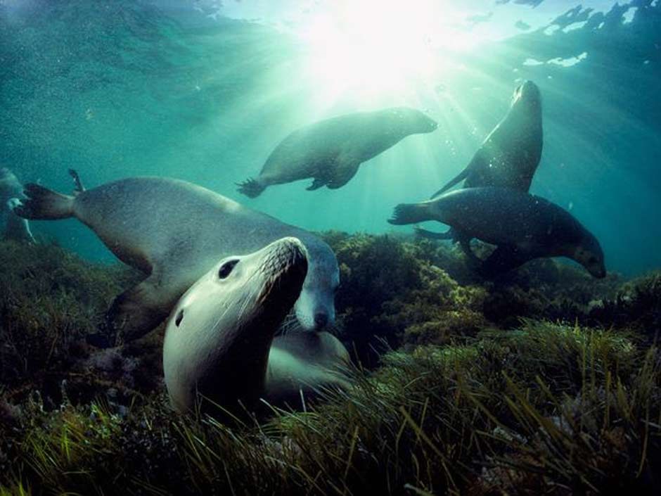 Seals in Australia