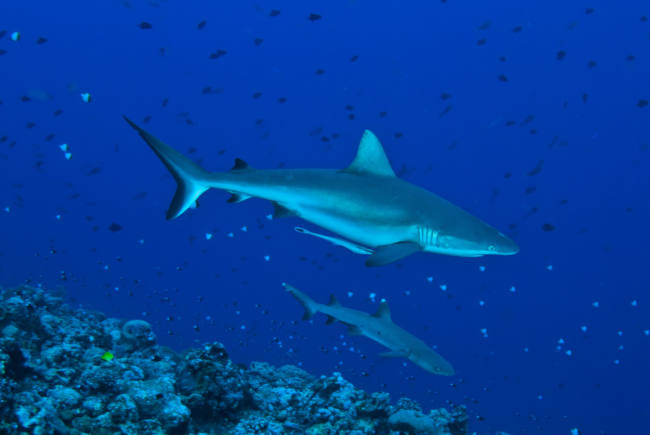 First Shark Sanctuary in Palau