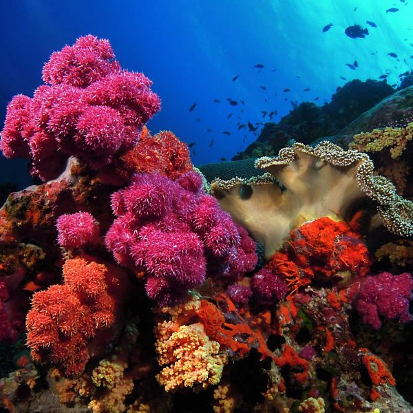 VoliVoli Fiji Underwater