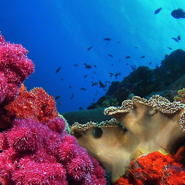 VoliVoli Fiji Underwater