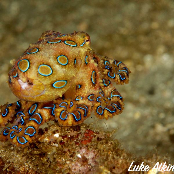 Indonesia Diving Blue Ring Octopus