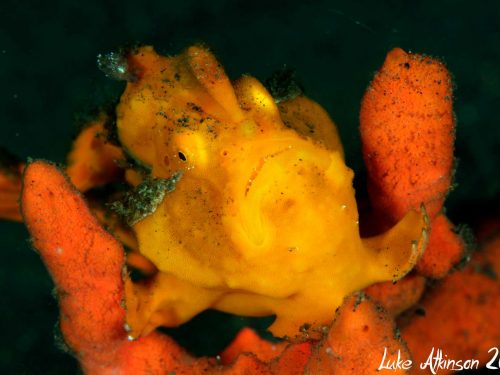 Indonesia Diving Frog Fish