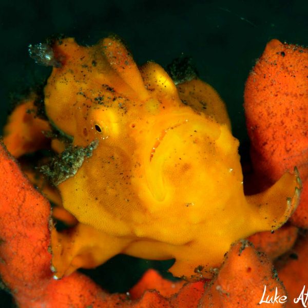 Indonesia Diving Frog Fish