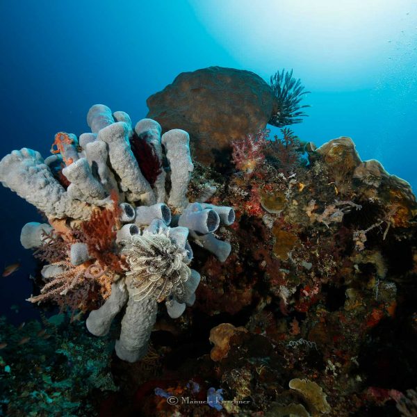 Indonesia Diving Reef