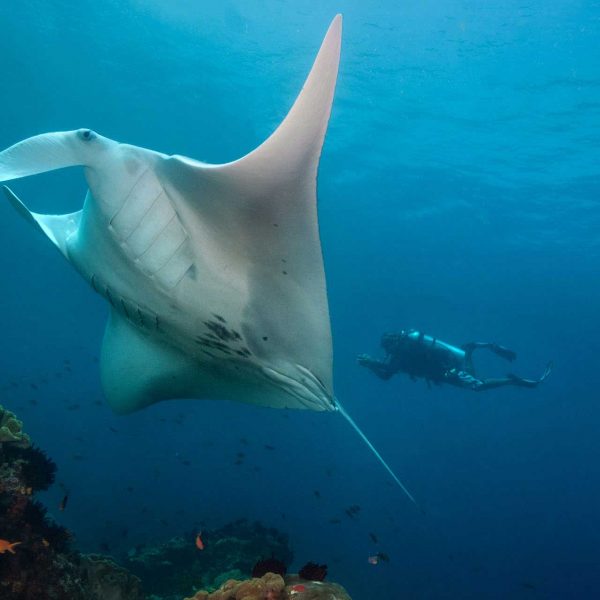 Raja Ampat Diving Manta
