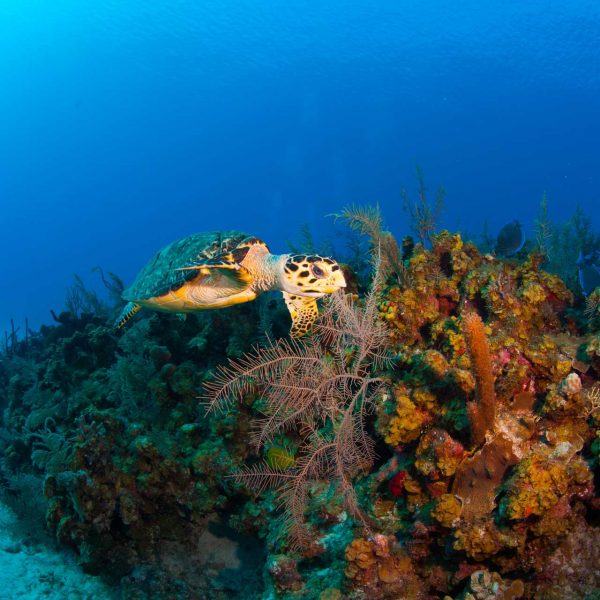 Grand Cayman Diving Turtle