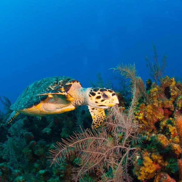 Grand Cayman Diving Turtle
