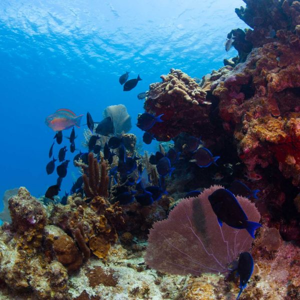 Grand Cayman Diving