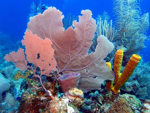 Diving around Blackbird Caye Resort Turneffe Atoll