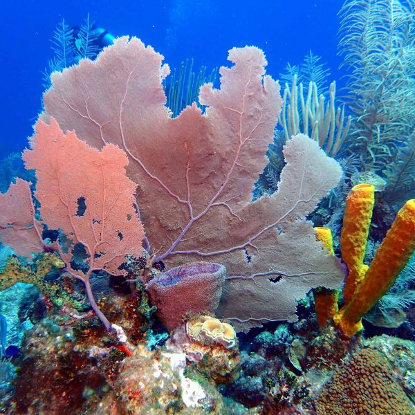 Diving around Blackbird Caye Resort Turneffe Atoll