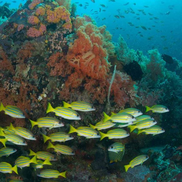 Coral Garden Bangka