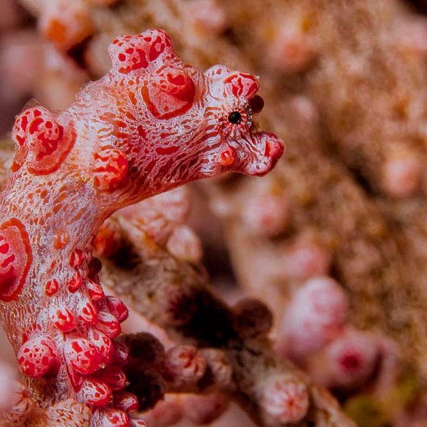 Pygmy seahorse Murex Bangka