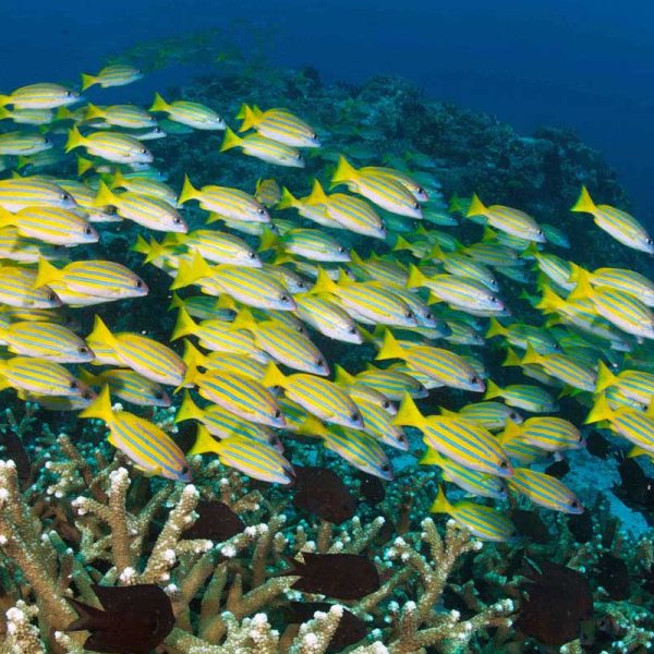School of snappers at Murex Bangka