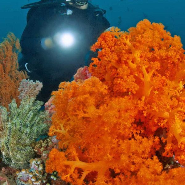 Soft Coral at Murex Bangka
