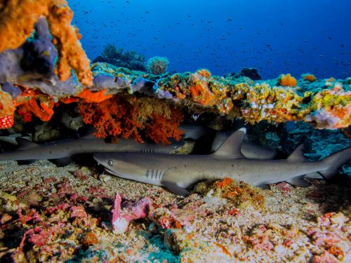 Whitetip Reef Sharks at Murex Bangka