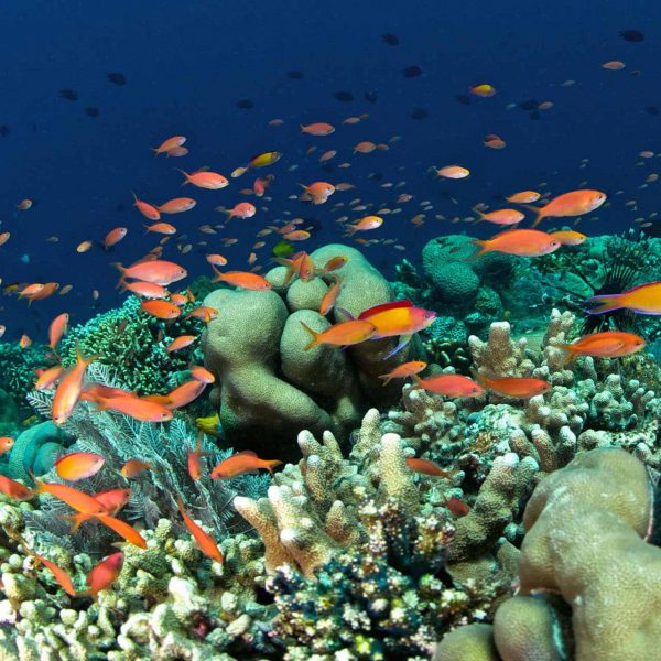 Bunaken Diving reef scene