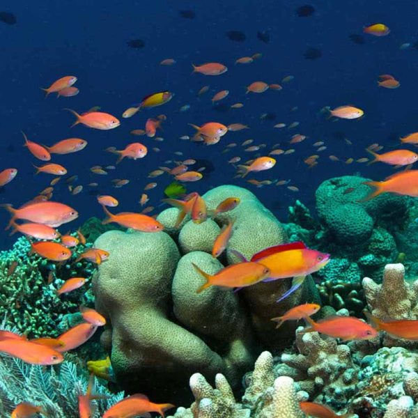Bunaken Diving reef scene