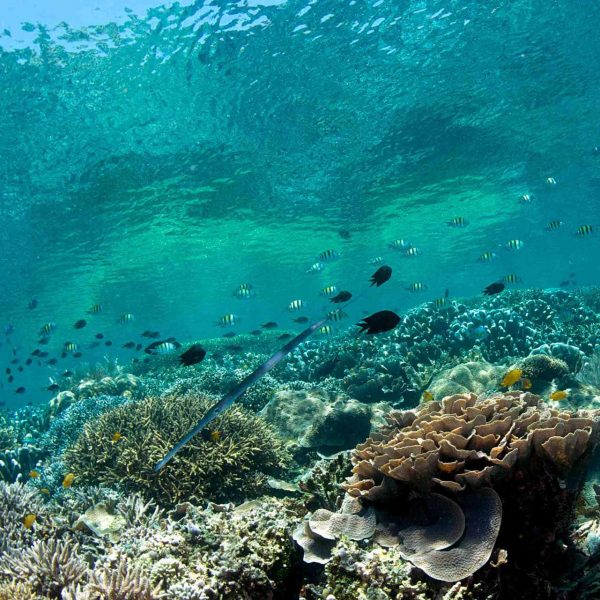 Bunaken diving Hard Coral
