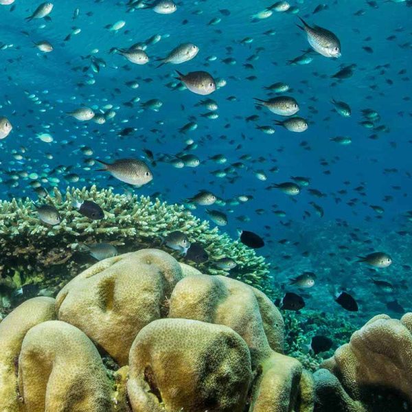 Bunaken diving