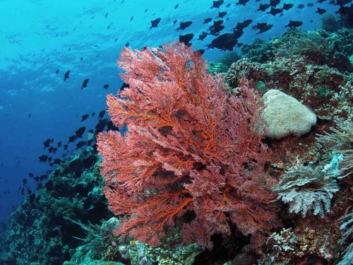 Bunaken diving sea fan