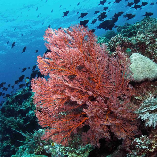 Bunaken diving sea fan