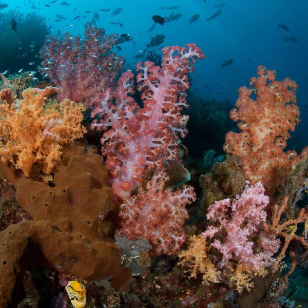 Manado diving soft corals