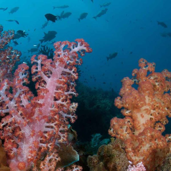 Manado diving soft corals