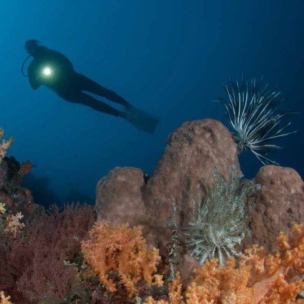 Manado diving