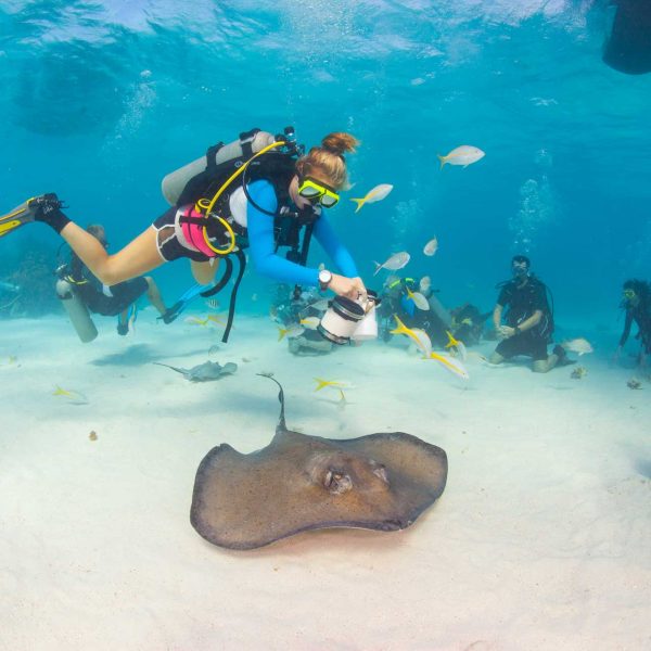 Stingray diving Grand Cayman