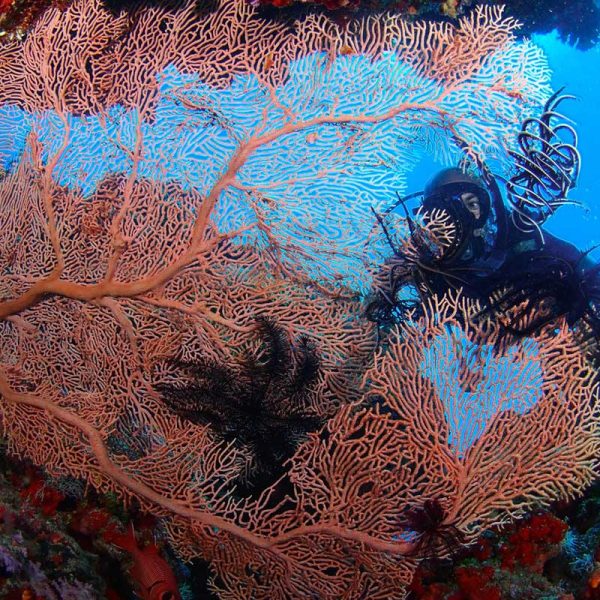 Maldives Scuba Diving