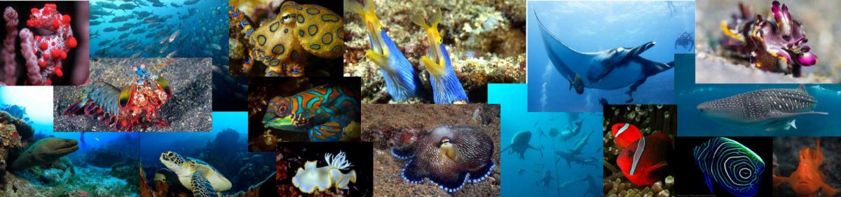 Favourite creatures to dive with