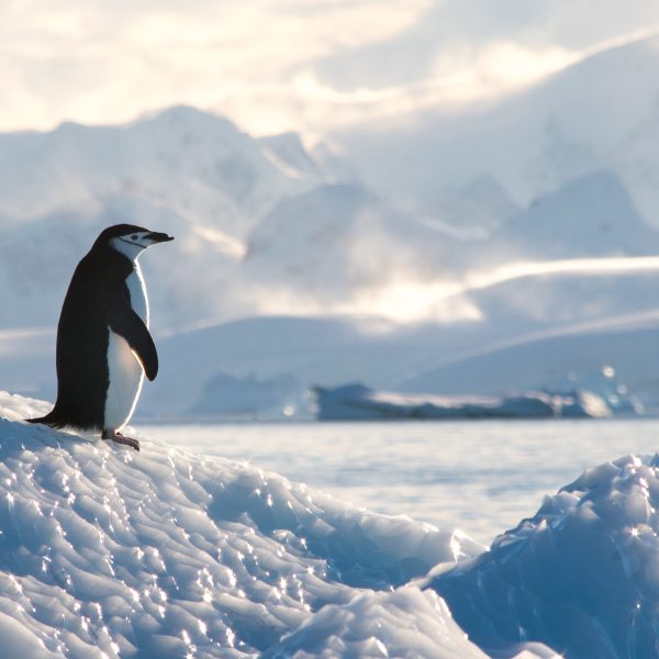 Antarctica